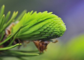 Nieuwe uitloop van knoppen in het duurzame proces van ecologische bosbouw